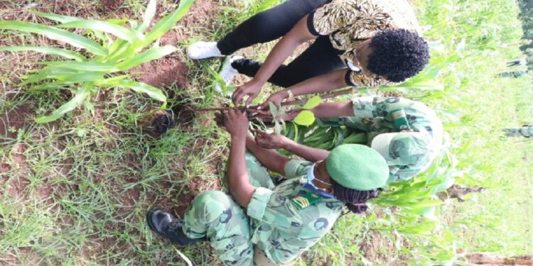 Célébration de la journée nationale de l’arbre: valorisation des essences autochtones