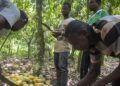 Cacao : l’alliance Côte d’Ivoire-Ghana durcit le ton face aux multinationales