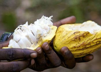 les bienfaits incroyables du Cacao – La Nouvelle Tribune