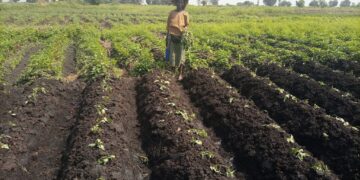 Grande saison des pluies: Des risques de déficits hydriques