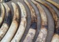 Trafic d’ivoire en Afrique : le braconnage persiste, environ 50 000 éléphants tués chaque année pour le commerce d’ivoire