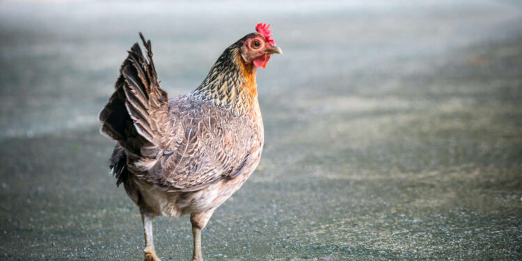 découverte inquiétante aux USA – La Nouvelle Tribune