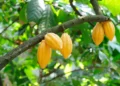 Cacao et forêts en Côte d’Ivoire : Comment le marché carbone peut financer Dassioko, Hana et Bracodi