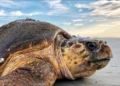 Écogardes impayés et menaces extérieures : La difficile protection des tortues au Gabon