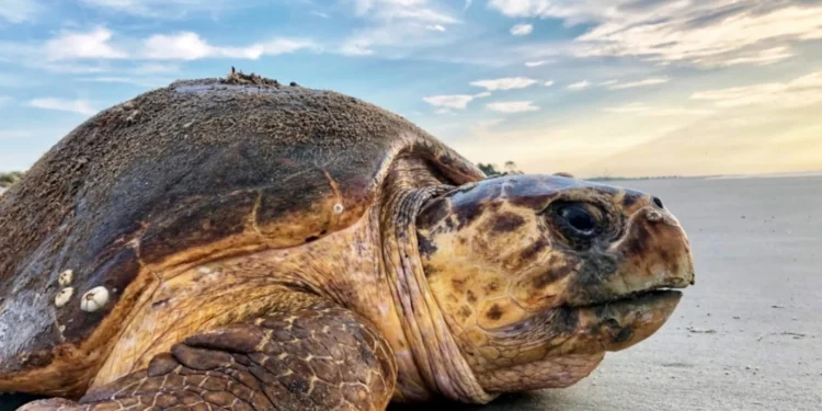 Écogardes impayés et menaces extérieures : La difficile protection des tortues au Gabon