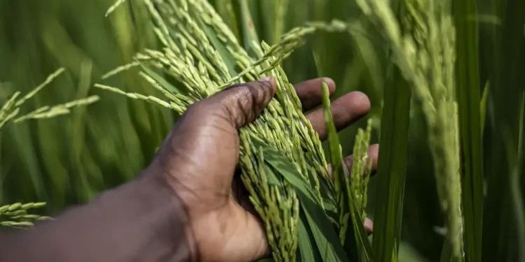 Sénégal : Commande publique et subvention, l’État soutient le riz local